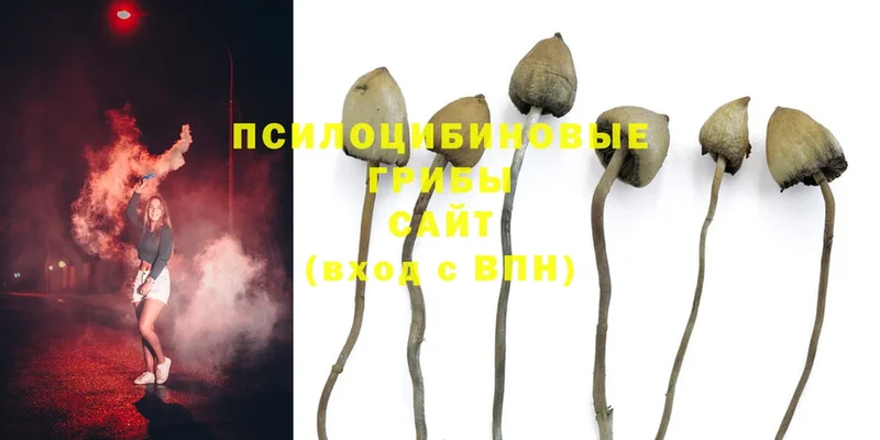 blacksprut tor  купить наркотик  Белая Холуница  Псилоцибиновые грибы Psilocybine cubensis 